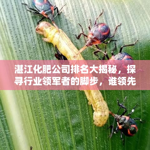 湛江化肥公司排名大揭秘，探寻行业领军者的脚步，谁领先群雄？