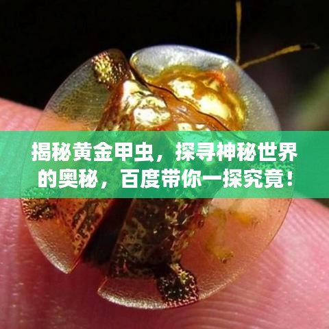 揭秘黄金甲虫，探寻神秘世界的奥秘，百度带你一探究竟！