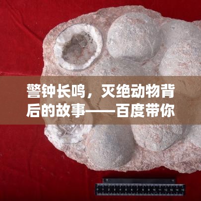 警钟长鸣，灭绝动物背后的故事——百度带你探寻真相