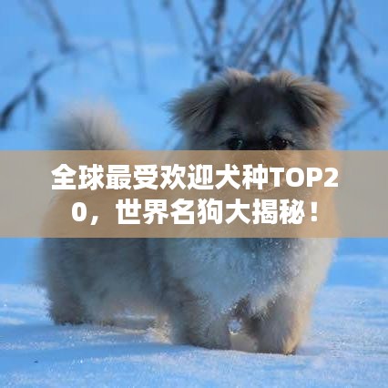 全球最受欢迎犬种TOP20，世界名狗大揭秘！