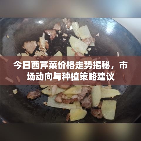 今日西芹菜价格走势揭秘，市场动向与种植策略建议