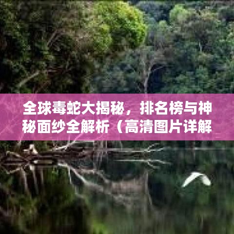 全球毒蛇大揭秘，排名榜与神秘面纱全解析（高清图片详解）