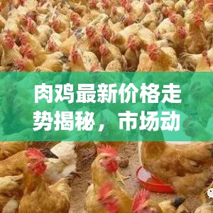 肉鸡最新价格走势揭秘，市场动态分析与未来趋势预测