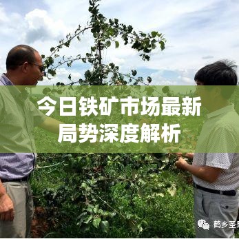 今日铁矿市场最新局势深度解析