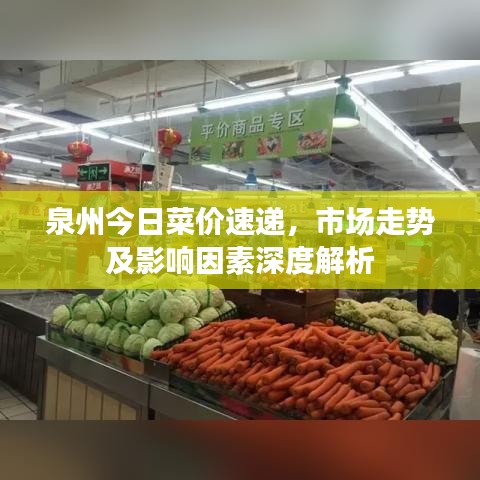 泉州今日菜价速递，市场走势及影响因素深度解析