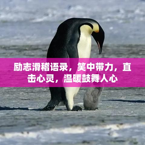 励志滑稽语录，笑中带力，直击心灵，温暖鼓舞人心