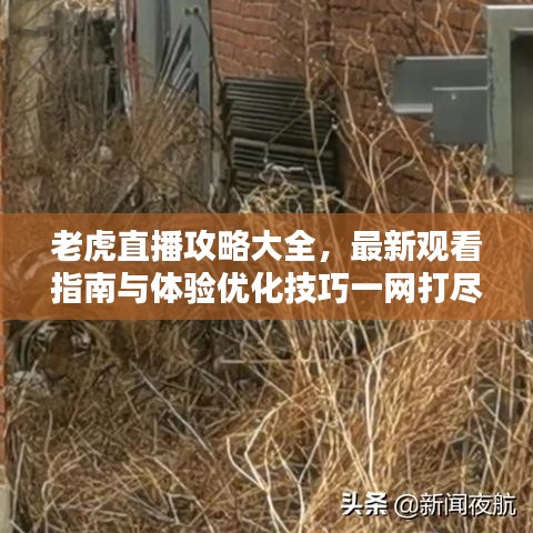 老虎直播攻略大全，最新观看指南与体验优化技巧一网打尽