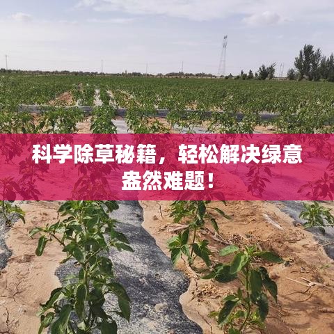 科学除草秘籍，轻松解决绿意盎然难题！