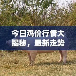 今日鸡价行情大揭秘，最新走势分析与精准预测