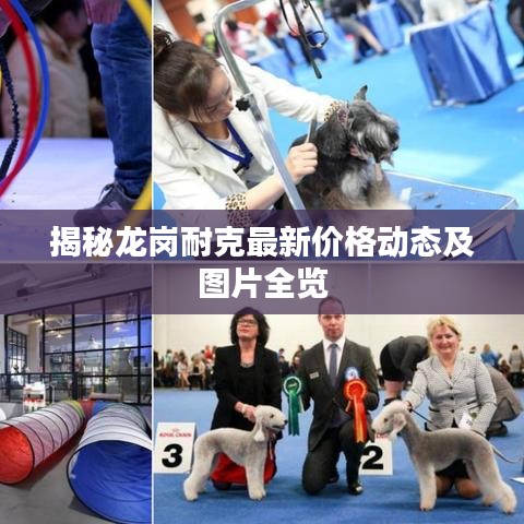 揭秘龙岗耐克最新价格动态及图片全览