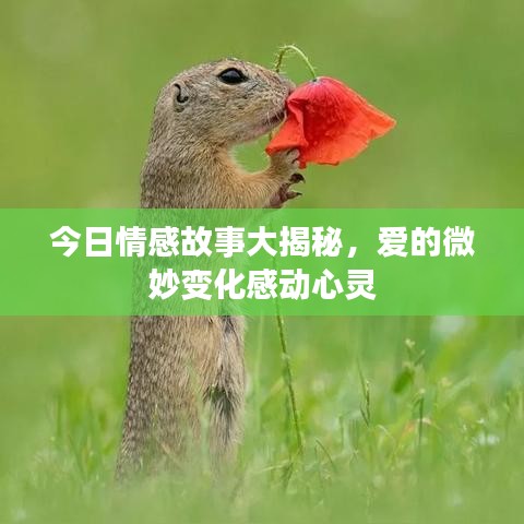 今日情感故事大揭秘，爱的微妙变化感动心灵