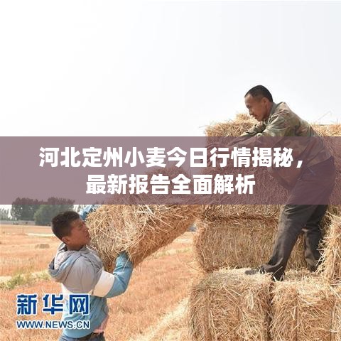 河北定州小麦今日行情揭秘，最新报告全面解析