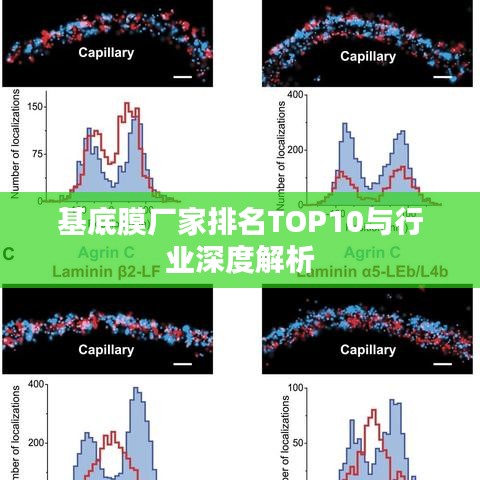 基底膜厂家排名TOP10与行业深度解析