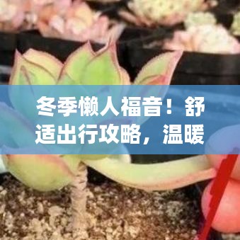 冬季懒人福音！舒适出行攻略，温暖时光尽享旅游乐趣