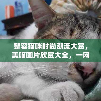 整容猫咪时尚潮流大赏，美喵图片欣赏大全，一网打尽最新趋势