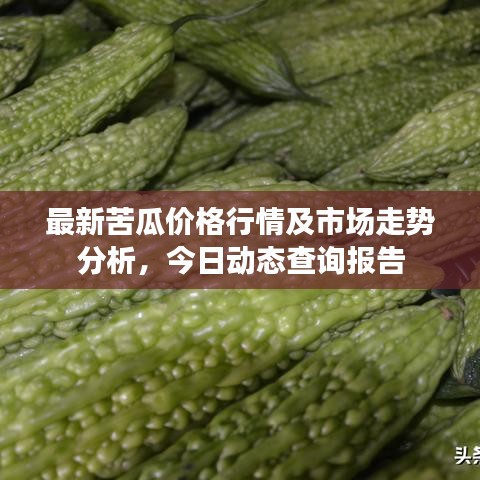 最新苦瓜价格行情及市场走势分析，今日动态查询报告