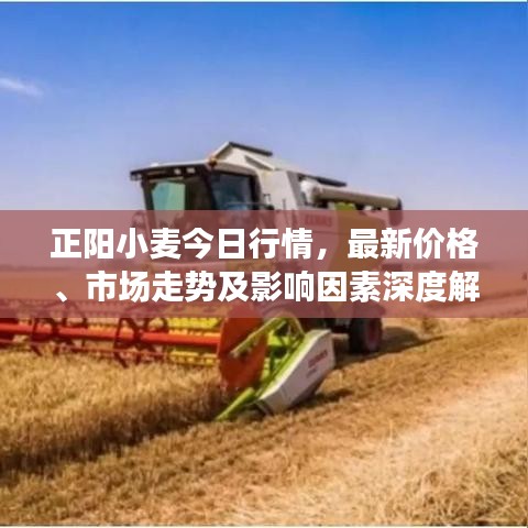 正阳小麦今日行情，最新价格、市场走势及影响因素深度解析