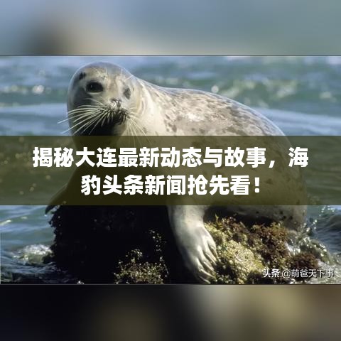 揭秘大连最新动态与故事，海豹头条新闻抢先看！