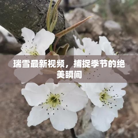 瑞雪最新视频，捕捉季节的绝美瞬间