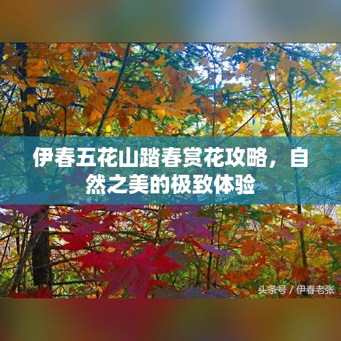 伊春五花山踏春赏花攻略，自然之美的极致体验
