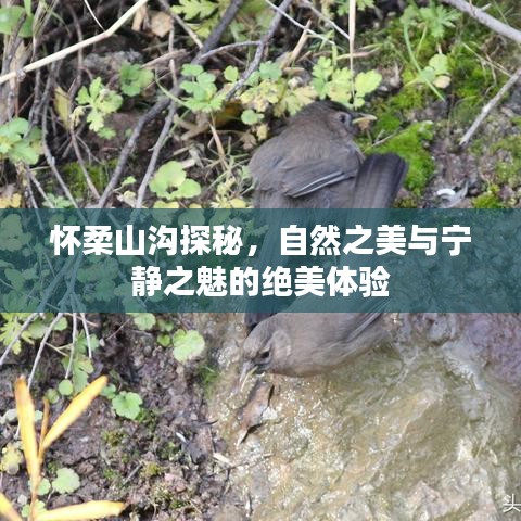 怀柔山沟探秘，自然之美与宁静之魅的绝美体验