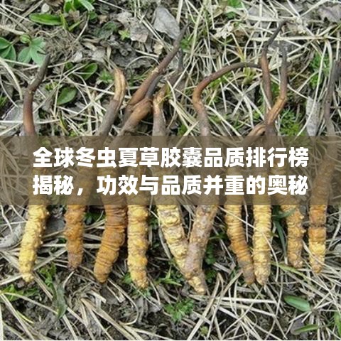 全球冬虫夏草胶囊品质排行榜揭秘，功效与品质并重的奥秘之选