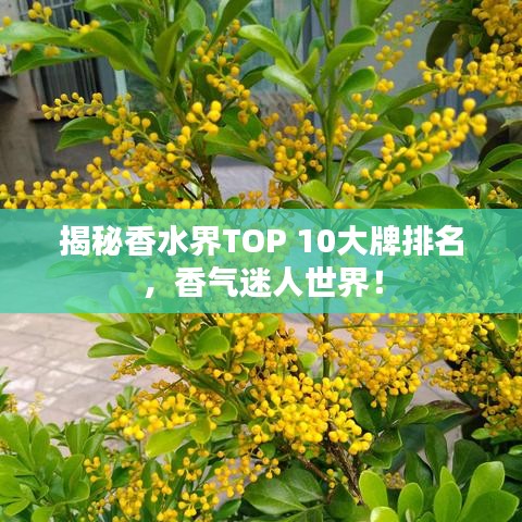 揭秘香水界TOP 10大牌排名，香气迷人世界！