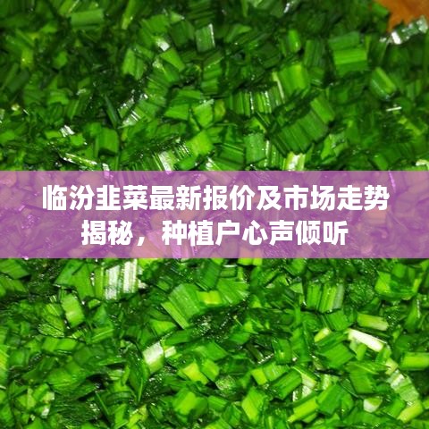 临汾韭菜最新报价及市场走势揭秘，种植户心声倾听